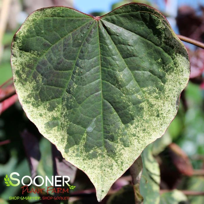 CAROLINA SWEETHEART® REDBUD 1 CAROLINA SWEETHEART® REDBUD