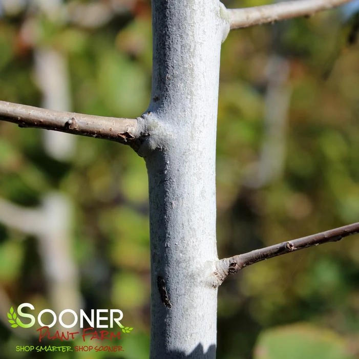 QUAKING ASPEN 1 QUAKING ASPEN