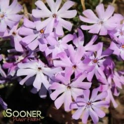 BEDAZZLED LAVENDER PHLOX -Deals Gardenith Store DETA2 3969