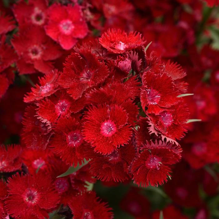 ROCKIN'™ RED DIANTHUS 1 ROCKIN'™ RED DIANTHUS