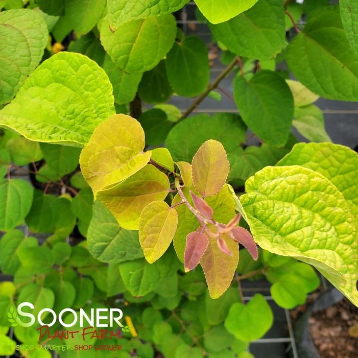 CLAIM JUMPER™ GOLDEN KATSURA TREE 1 CLAIM JUMPER™ GOLDEN KATSURA TREE