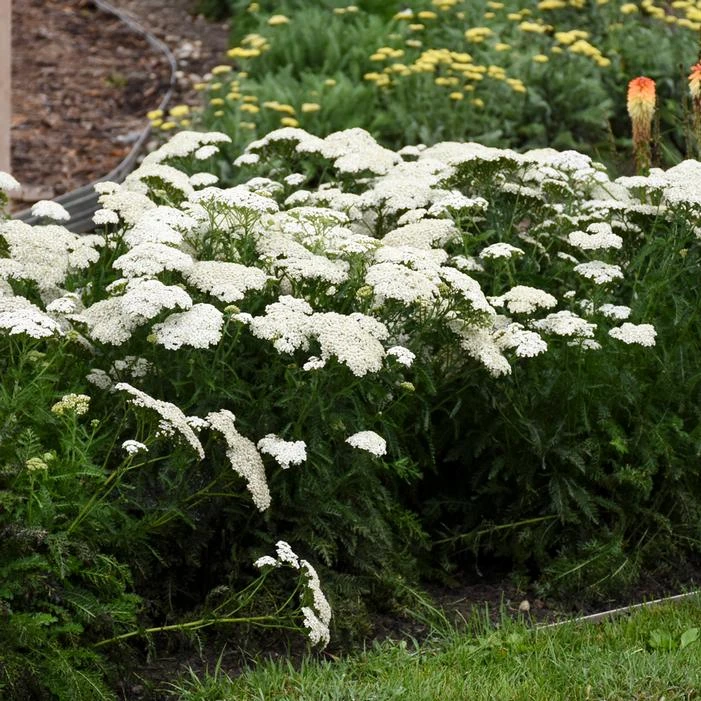 FIREFLY DIAMOND YARROW 2 FIREFLY DIAMOND YARROW - Image 2