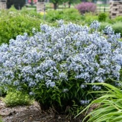 STORM CLOUD BLUE STAR -Deals Gardenith Store DETA2 4095