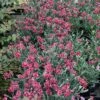 FRUIT PUNCH® BLACK CHERRY FROST DIANTHUS