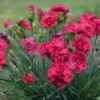 FRUIT PUNCH® CRANBERRY COCKTAIL DIANTHUS