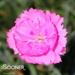FRUIT PUNCH® SWEETIE PIE DIANTHUS -Deals Gardenith Store DETA2 4105