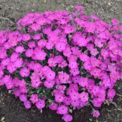PAINT THE TOWN FUCHSIA DIANTHUS -Deals Gardenith Store DETA2 4106