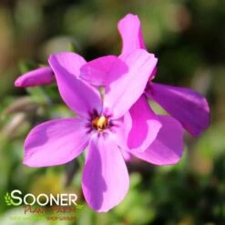 MAGENTA SPRITE HYBRID SPRING PHLOX -Deals Gardenith Store DETA2 4156