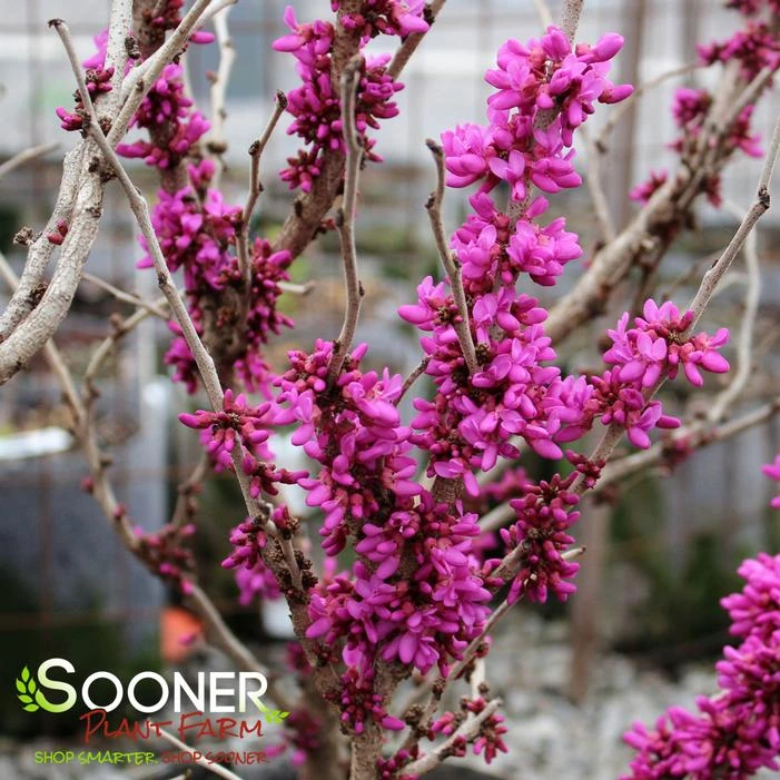 DON EGOLF MINIATURE REDBUD 3 DON EGOLF MINIATURE REDBUD - Image 3