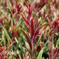 BELLEZA® DARK PINK WAND FLOWER -Deals Gardenith Store DETA2 4300