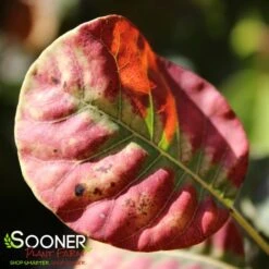 GOLDEN SPIRIT SMOKETREE -Deals Gardenith Store DETA2 437