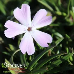 SPRING BLING™ PINK SPARKLES HYBRID SPRING PHLOX -Deals Gardenith Store DETA2 4402