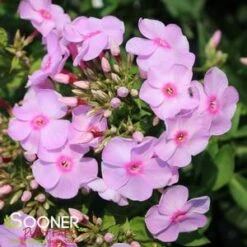 LUMINARY® OPALESCENCE GARDEN PHLOX -Deals Gardenith Store DETA2 4409