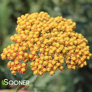 SASSY SUMMER SUNSET YARROW 2 SASSY SUMMER SUNSET YARROW - Image 2