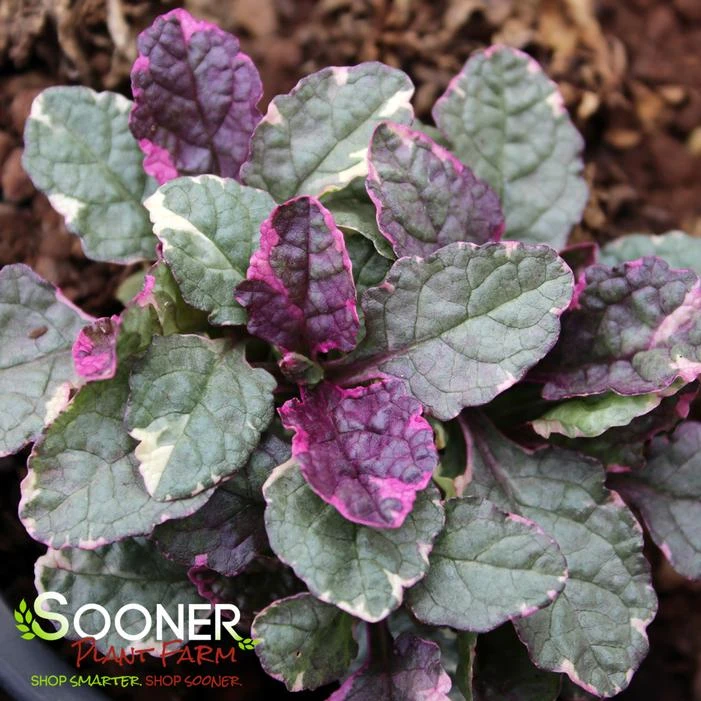 BURGUNDY GLOW AJUGA 1 BURGUNDY GLOW AJUGA