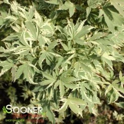 BUTTERFLY UPRIGHT JAPANESE MAPLE -Deals Gardenith Store DETA2 45