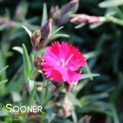 PAINT THE TOWN RED DIANTHUS -Deals Gardenith Store DETA2 4548