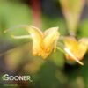 AMBER QUEEN EPIMEDIUM