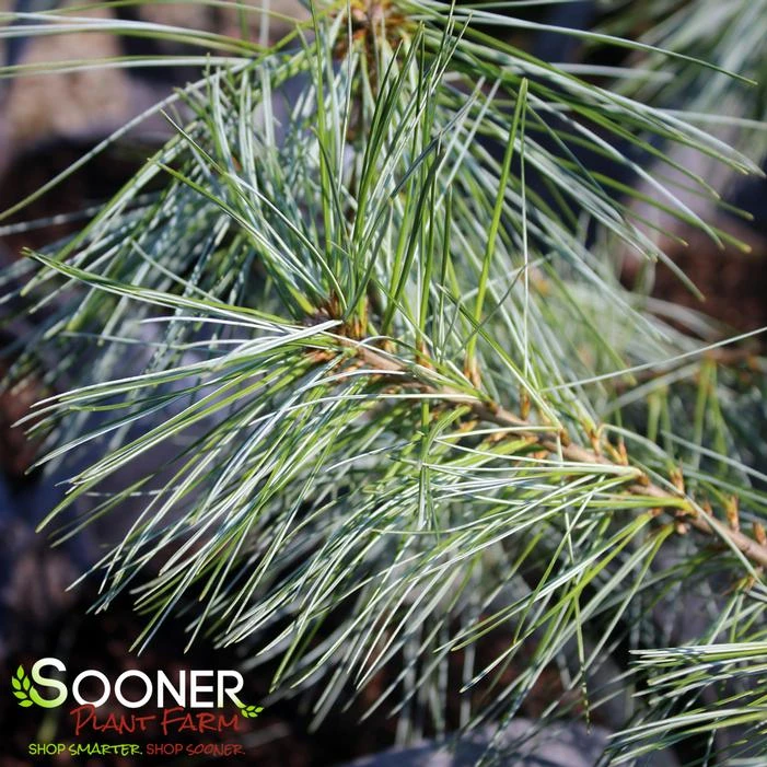 WHITE MOUNTAIN EASTERN WHITE PINE 2 WHITE MOUNTAIN EASTERN WHITE PINE - Image 2