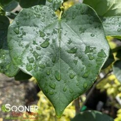 WHITE CHINESE REDBUD 6 WHITE CHINESE REDBUD -Deals Gardenith Store DETA2 4777