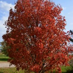 LAVABURST® OHIO BUCKEYE -Deals Gardenith Store DETA2 4788