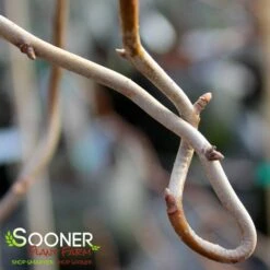 ZYDECO TWIST BLACKGUM -Deals Gardenith Store DETA2 4799