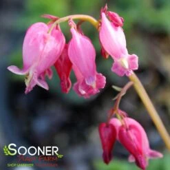 LUXURIANT BLEEDING HEART -Deals Gardenith Store DETA2 497