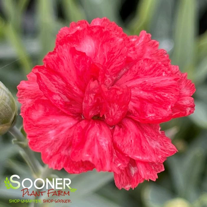 WHETMAN® PREMIER™ ROSEBUD DIANTHUS 1 WHETMAN® PREMIER™ ROSEBUD DIANTHUS