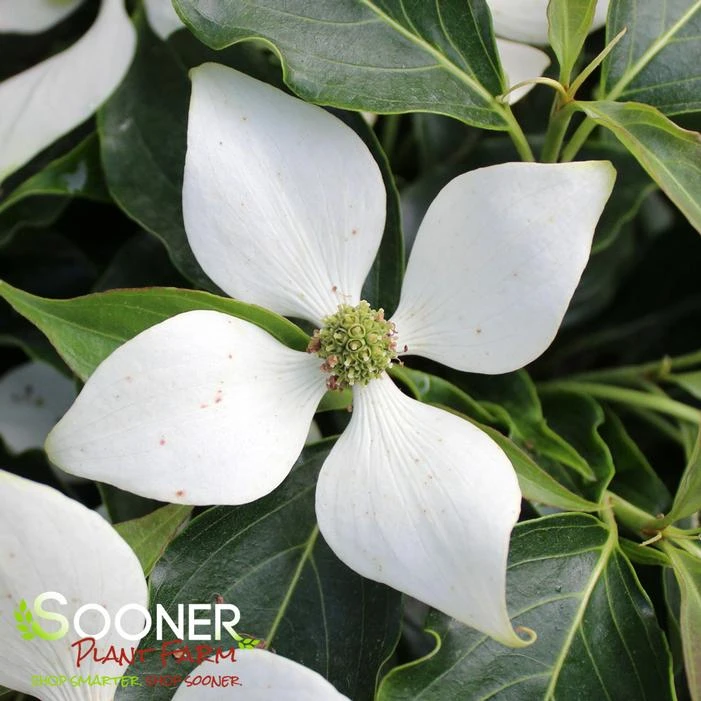 LITTLE PONCHO DWARF KOUSA DOGWOOD 2 LITTLE PONCHO DWARF KOUSA DOGWOOD - Image 2