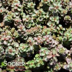 DRAGON'S BLOOD SEDUM -Deals Gardenith Store DETA2 5022