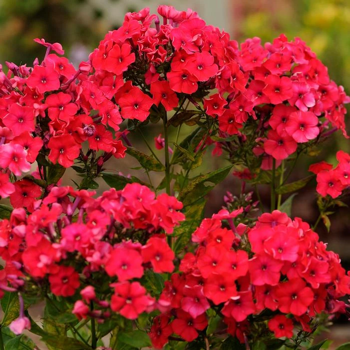 RED RIDING HOOD GARDEN PHLOX 2 RED RIDING HOOD GARDEN PHLOX - Image 2