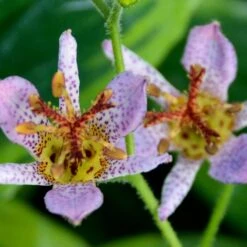 AUTUMN GLOW TOAD LILY -Deals Gardenith Store DETA2 5089