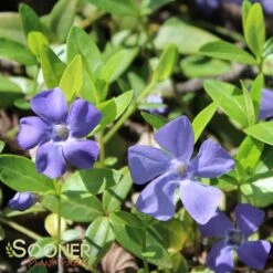BOWLES VINCA -Deals Gardenith Store DETA2 510