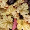 GINGER ALE CORAL BELLS