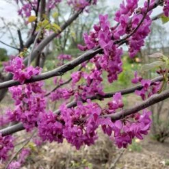 LUSCIOUS LAVENDER™ REDBUD 5 LUSCIOUS LAVENDER™ REDBUD -Deals Gardenith Store DETA2 5286