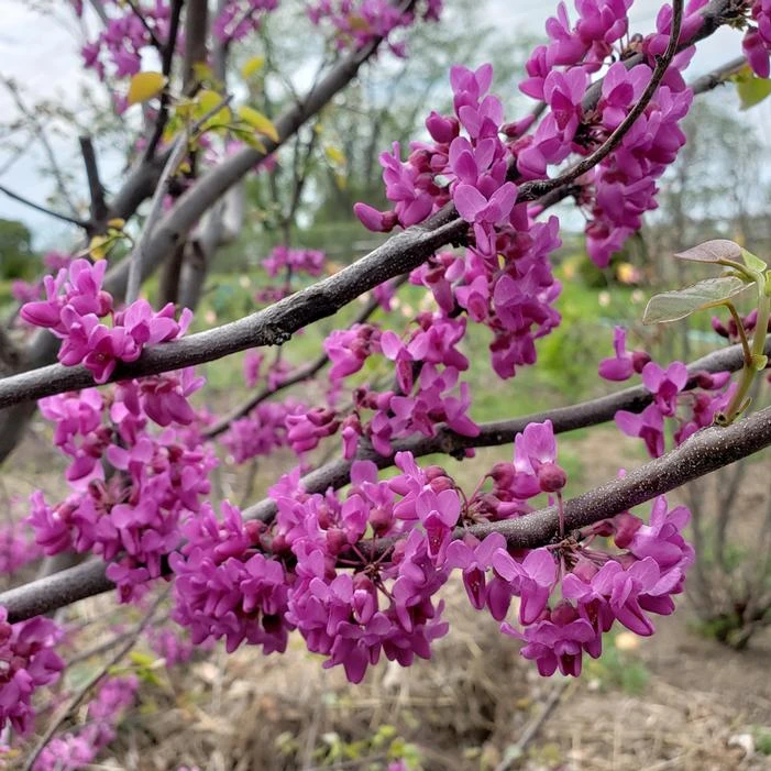 LUSCIOUS LAVENDER™ REDBUD 3 LUSCIOUS LAVENDER™ REDBUD - Image 3