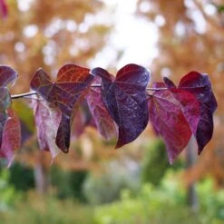 MIDNIGHT EXPRESS® REDBUD -Deals Gardenith Store DETA2 5287