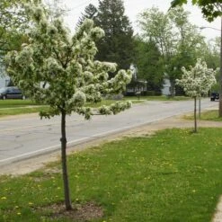 SWEET SUGAR TYME® CRABAPPLE -Deals Gardenith Store DETA2 5288