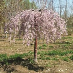 PINK SNOW SHOWERS™ WEEPING CHERRY 9 PINK SNOW SHOWERS™ WEEPING CHERRY -Deals Gardenith Store DETA2 5289