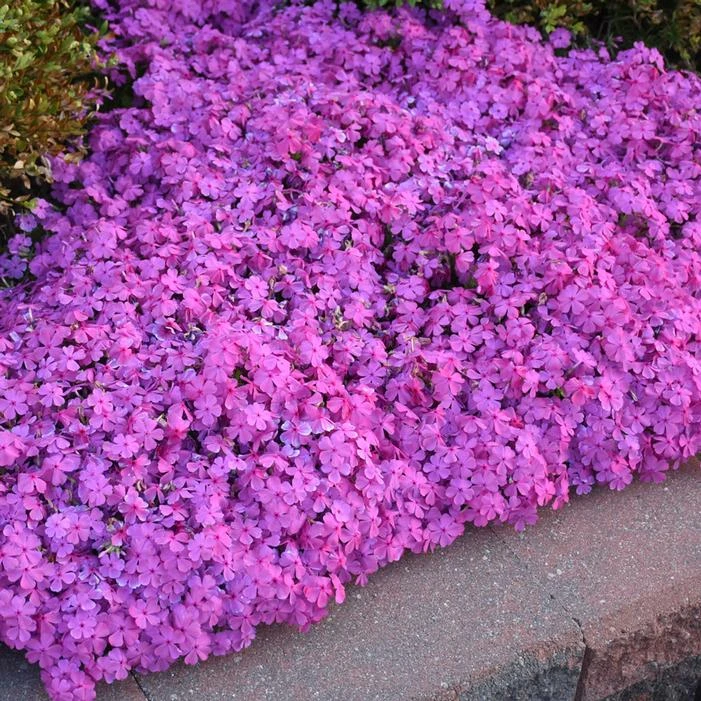 DRUMMOND'S PINK CREEPING PHLOX 2 DRUMMOND'S PINK CREEPING PHLOX - Image 2
