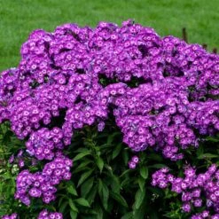 LAURA GARDEN PHLOX -Deals Gardenith Store DETA2 5320