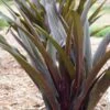 CROWNING GLORY™ PURPLE REIGN PINEAPPLE LILY