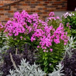 LUMINARY® PRISMATIC PINK GARDEN PHLOX 5 LUMINARY® PRISMATIC PINK GARDEN PHLOX -Deals Gardenith Store DETA2 5386