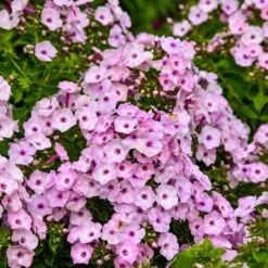 GARDEN GIRLS® FANCY GIRL GARDEN PHLOX -Deals Gardenith Store DETA2 5398