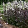 ONYX AND PEARLS BEARDTONGUE