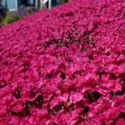 VIVID™ BRIGHT LIGHT DIANTHUS -Deals Gardenith Store DETA2 5410