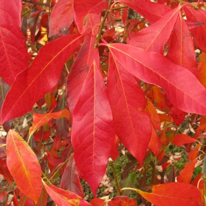 AFTERBURNER® BLACKGUM 2 AFTERBURNER® BLACKGUM - Image 2