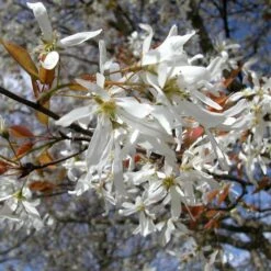 SPRING FLURRY® SERVICEBERRY -Deals Gardenith Store DETA2 5469