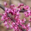 HEART'S DESIRE™ REDBUD