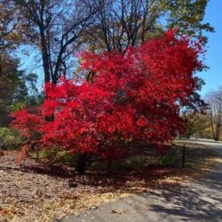 MORNING STARBURST™ VINE MAPLE -Deals Gardenith Store DETA2 5478